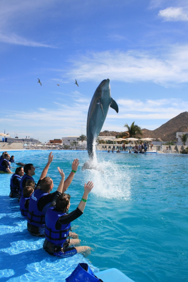  Meeting the dolphin 